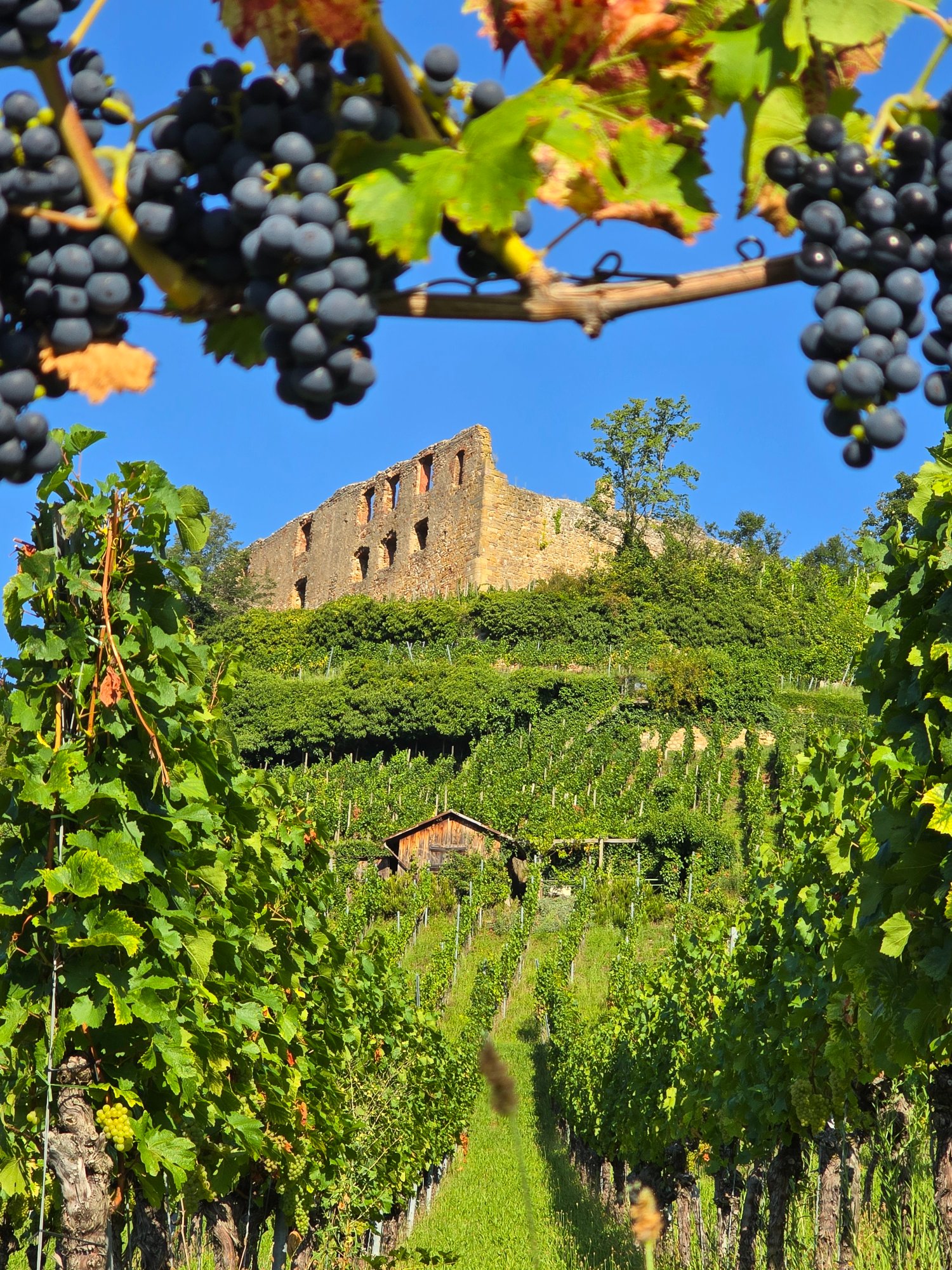 Staufener Burgruine über den Weinbergen im Markgräflerland